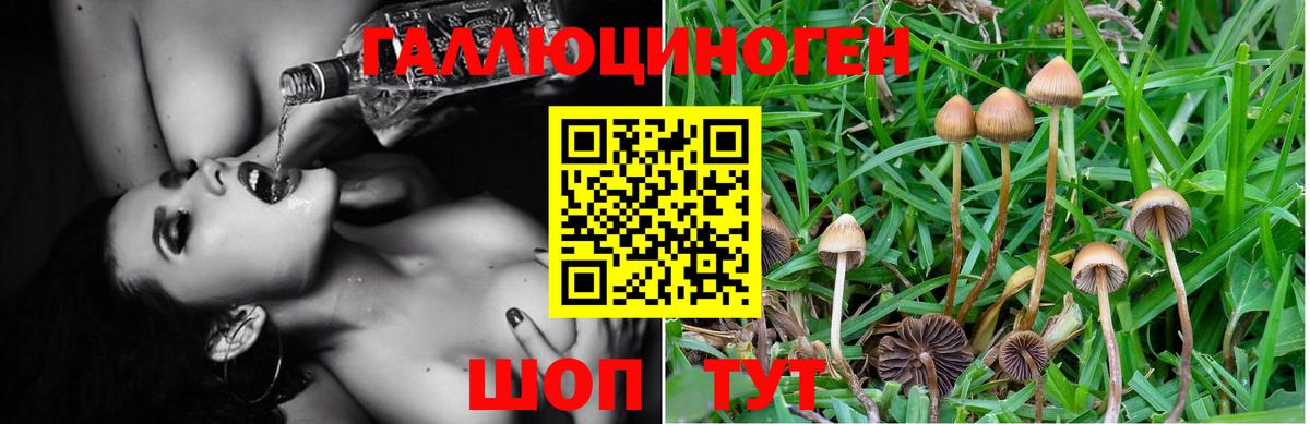 где можно купить   Вход с VPN  Унеча  Псилоцибиновые грибы мухоморы 